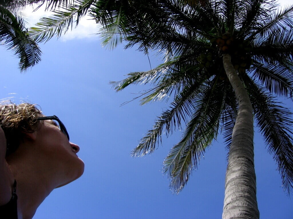 Cuba-palm-tree-Glimpses-of-The-World