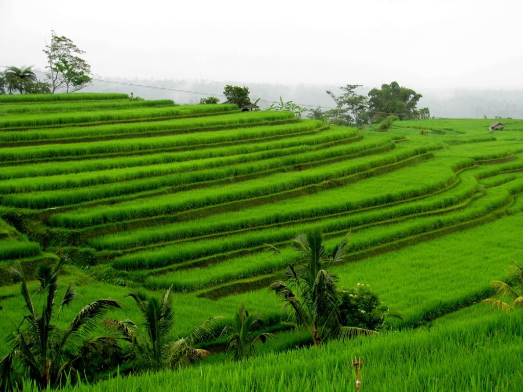Bali Indonesia: FOOD, VOLCANO AND RICE FIELDS (7)