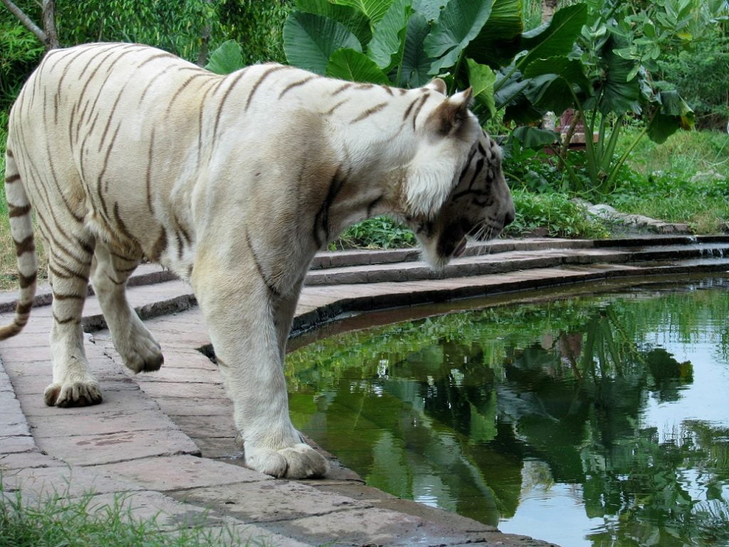 Bali Indonesia: MONKEYS, PYTHONS AND TIGERS (8)