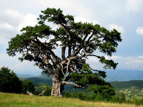 Serbia-travel-Kamena-Gora-pine-tree-Glimpses-of-The-World