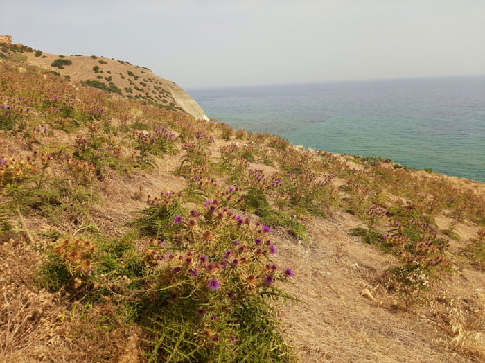 Malta-Gozo-Ramla-Bay-Glimpses-of-the-World