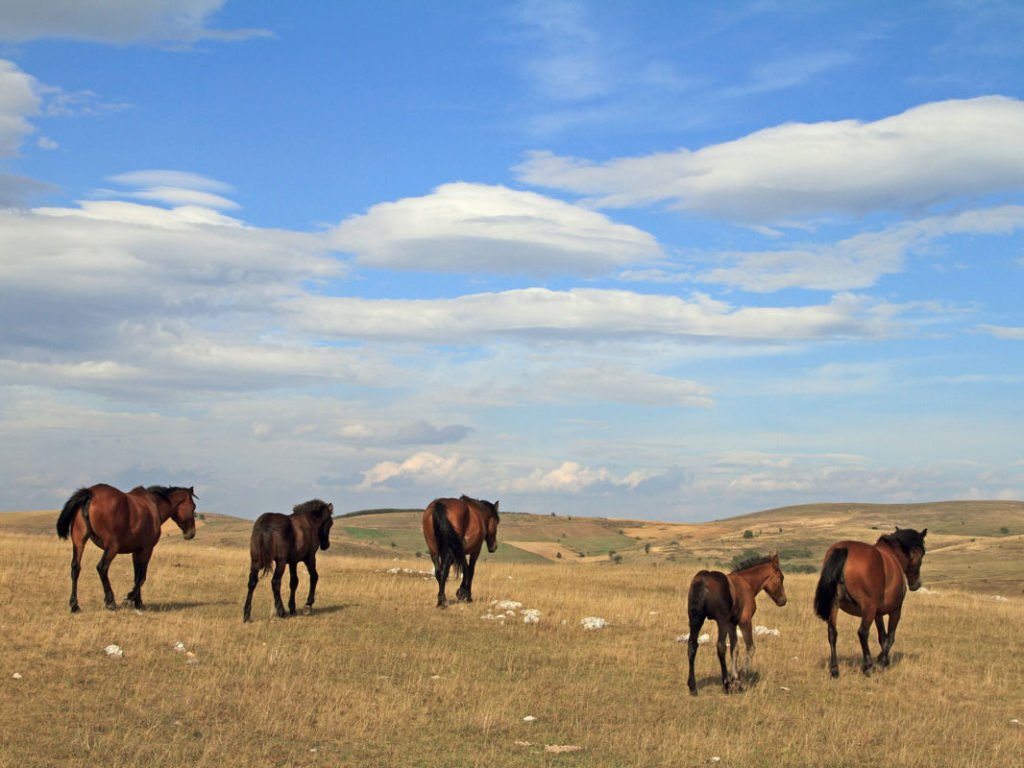 What to see in Sjenica Serbia