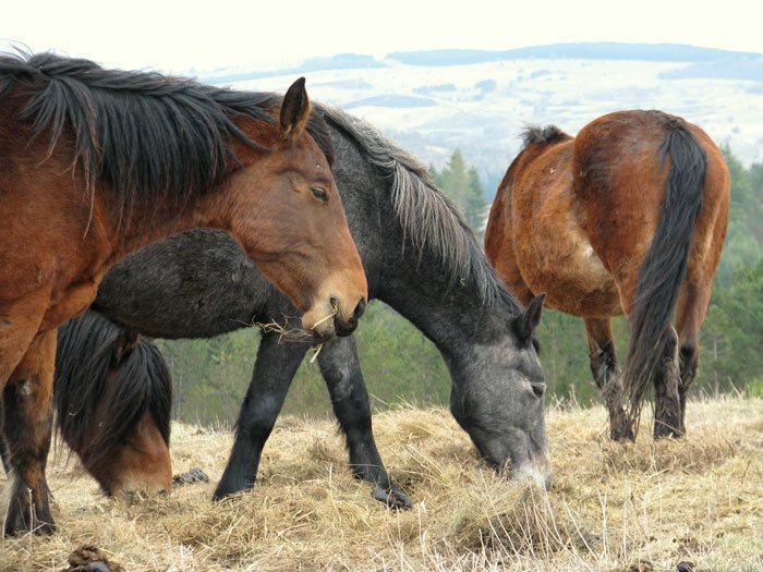 Sjenica-Serbia-Glimpses-of-the-World